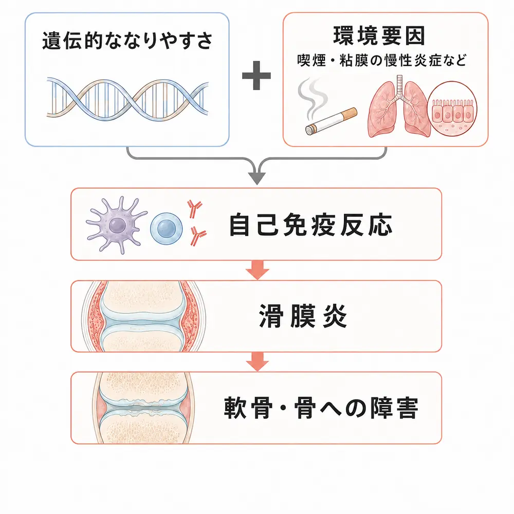 関節リウマチの発症フロー